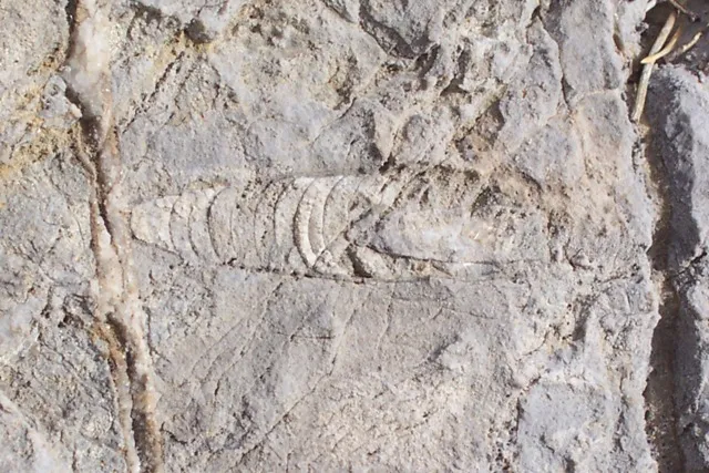 Fossil at the Beatty Mudmound